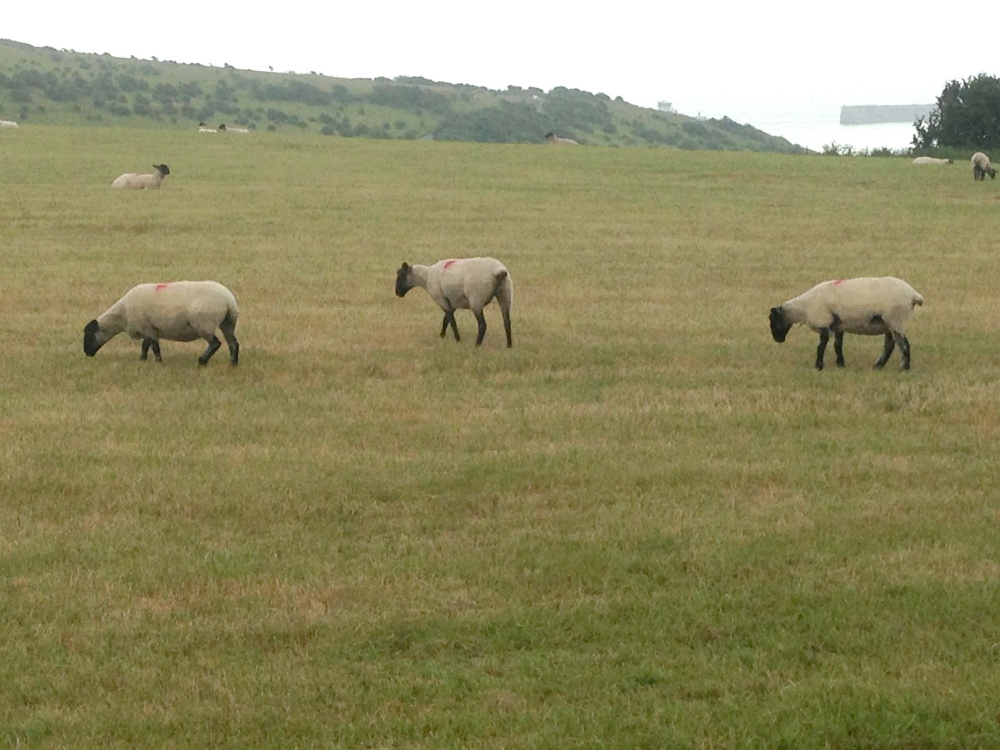 Sheep in fields near Dover Castle