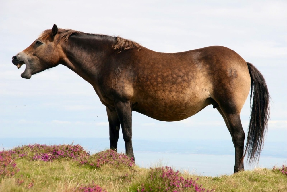 Exmoor pony