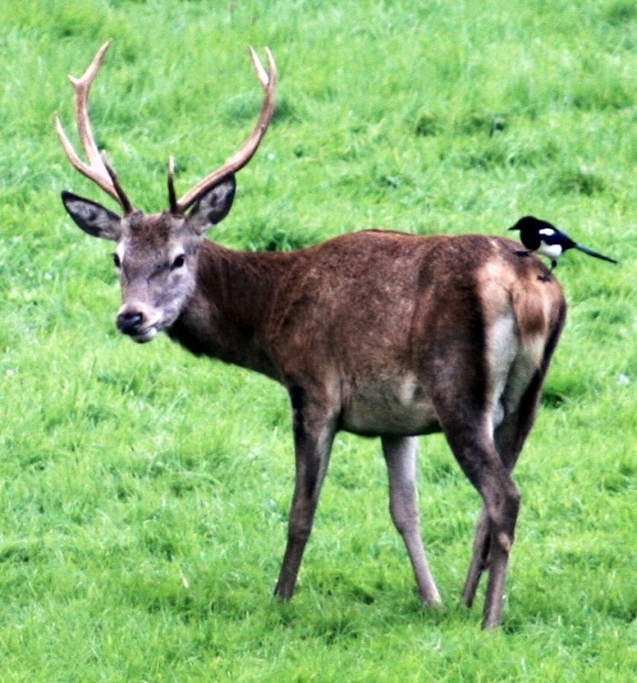 Magpie on Deer