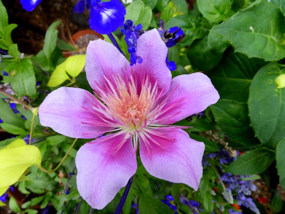 New Clematis at Roselea, Coddington