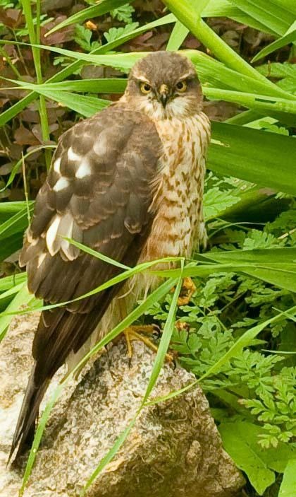 Sparrow Hawk on wall