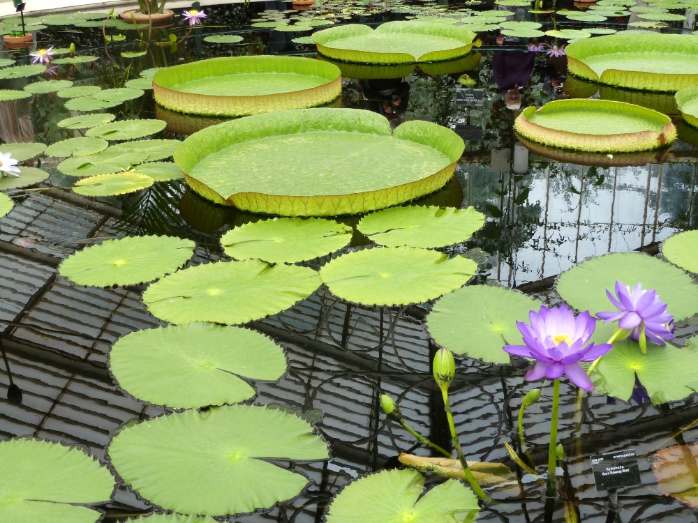 Kew Gardens, London