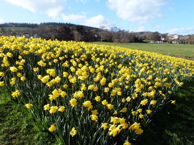 Sidmouth Daffodils