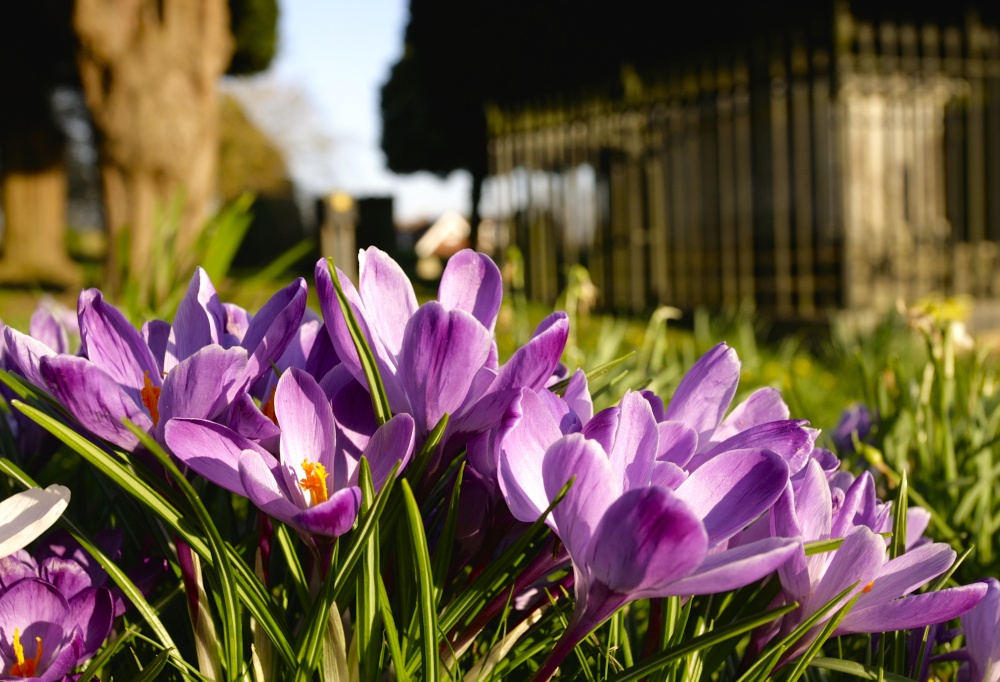 Spring Purples