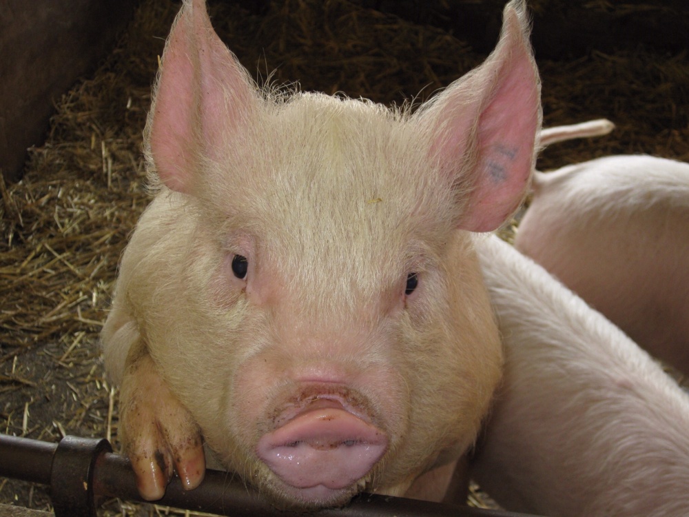 Tatton Park farm