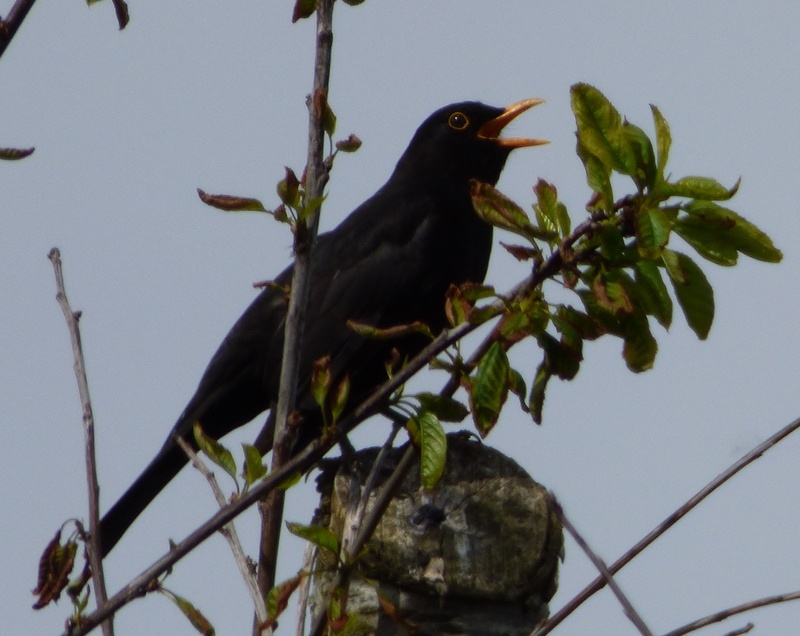 Blackbird