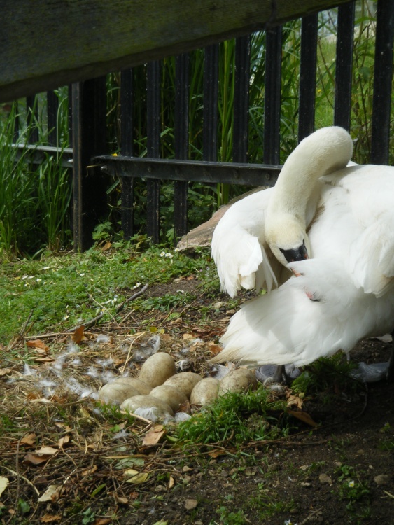 Swan Eggs at Saul