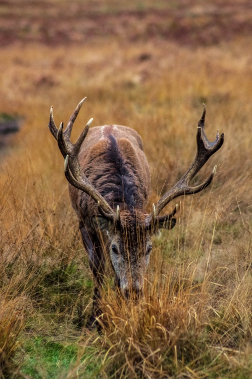 Bradgate park