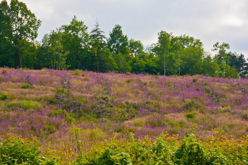 Photograph of Hillside of Foxgloves