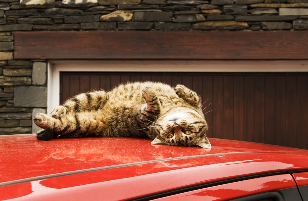 An Ambleside cat