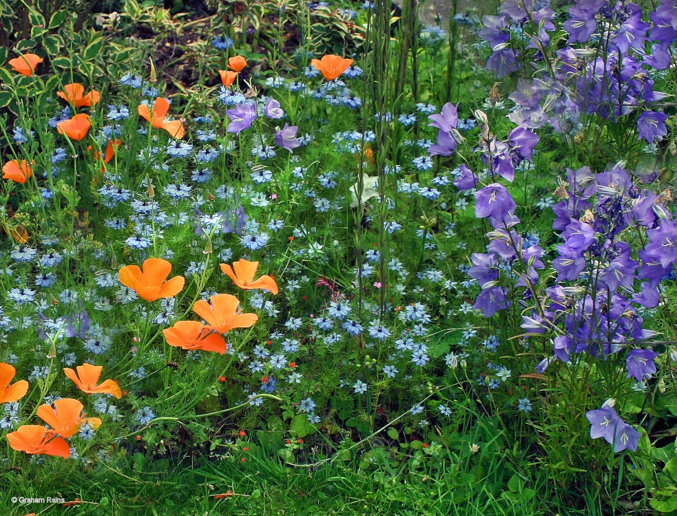 A Dorset Garden, Shillingstone.