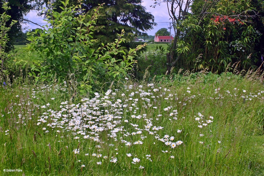 A Dorset Garden, Shillingstone.