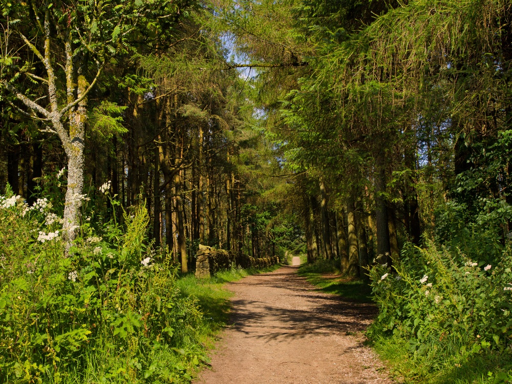 Beacon Fell Country Park, Lancashire