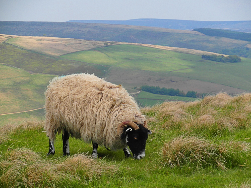 Sheep grazing in the Peak District, near Castleton, U.K.