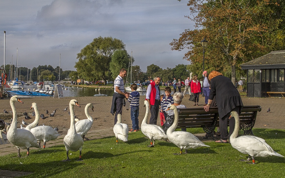 Swans mixing with the public at Christchurch Quay