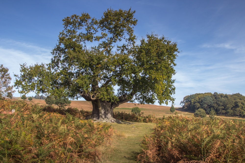 Bradgate park