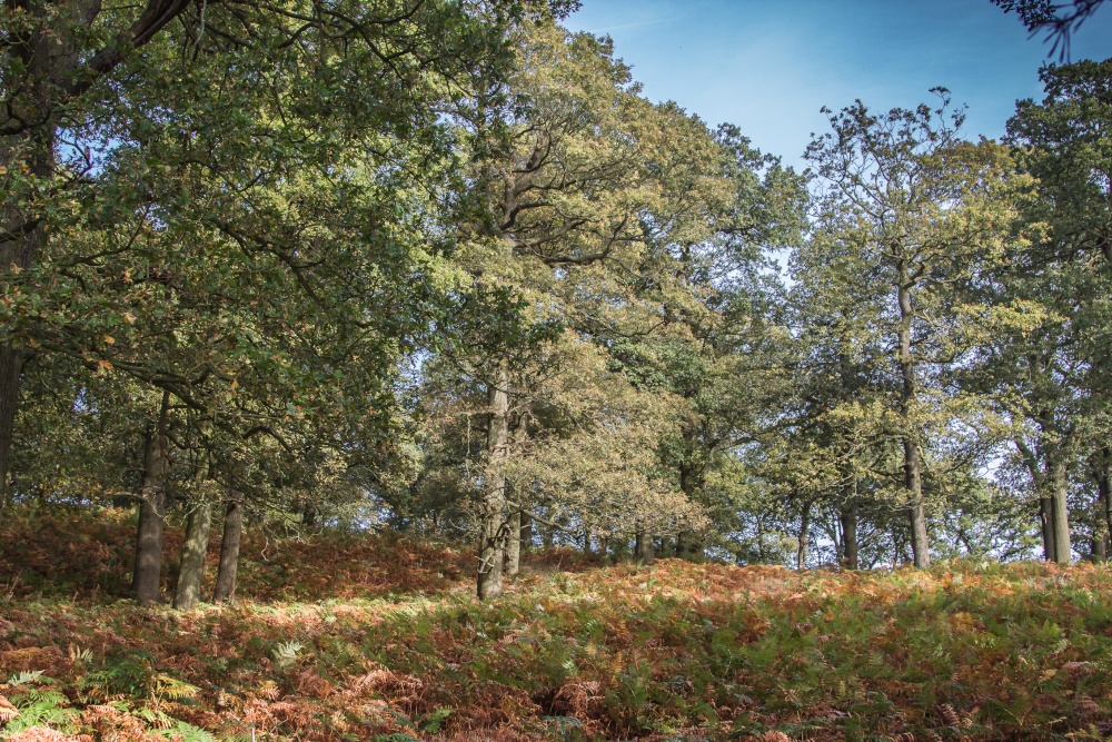 Bradgate park