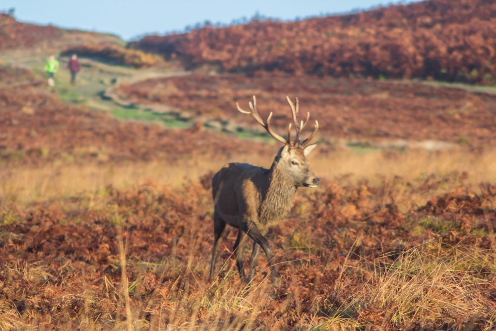 Bradgate park