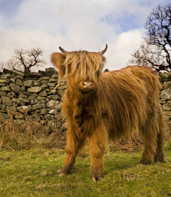 Highland calf