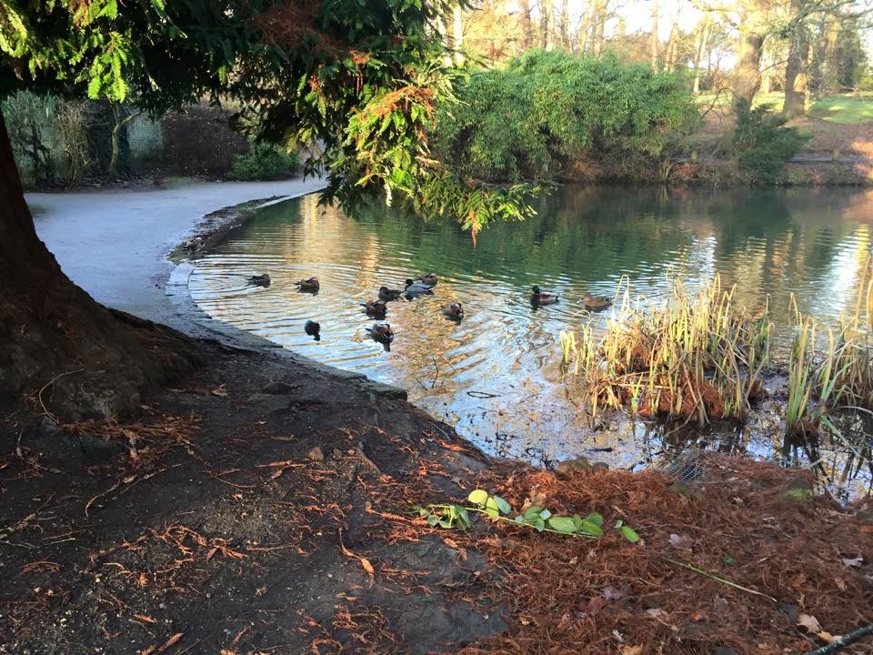 Wimbledon Common