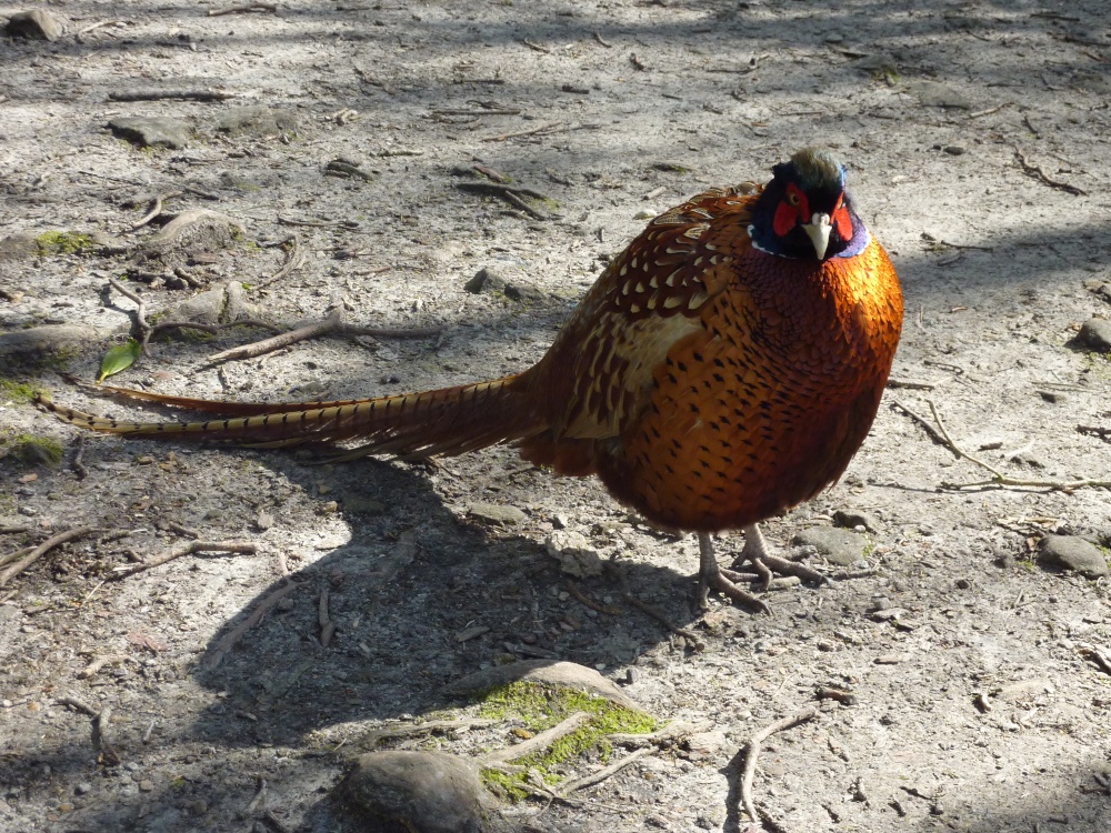 Plumptious Pheasant at Wakehurst, 10th March 2015