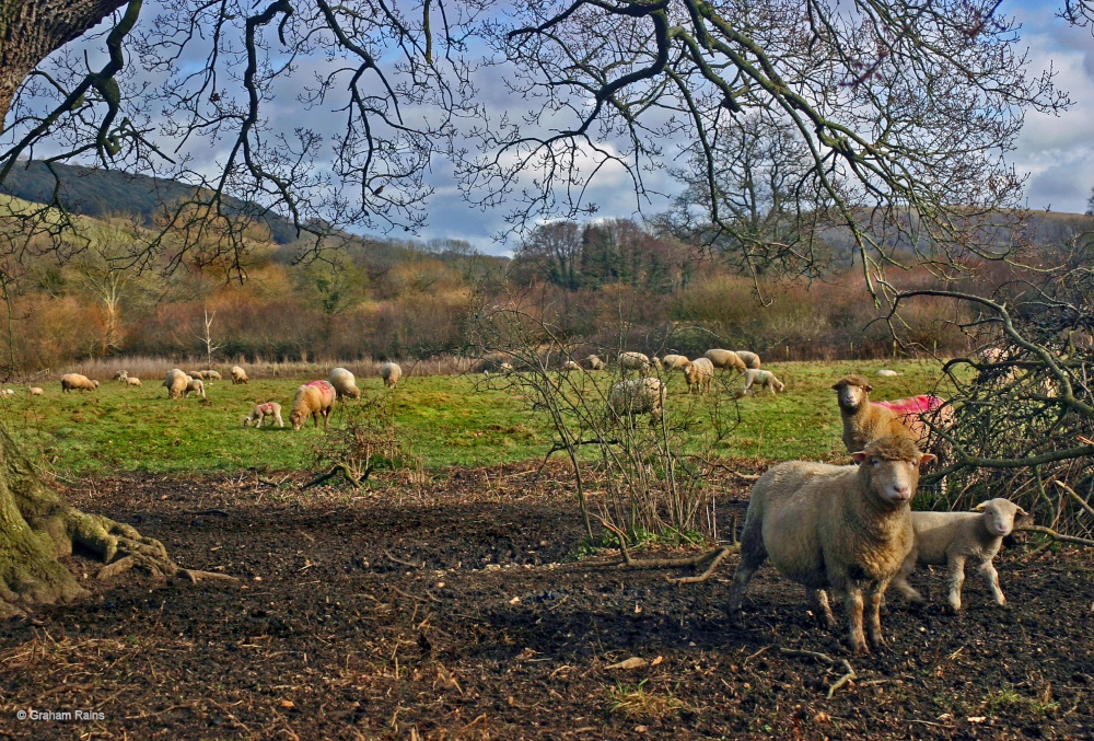 Stour Valley Winter, North Dorset Trailway.