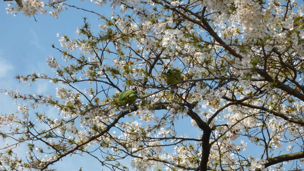 Green Parakeets feasting, St James's Park, 6th April 2015