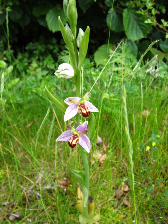 Bee Orchid