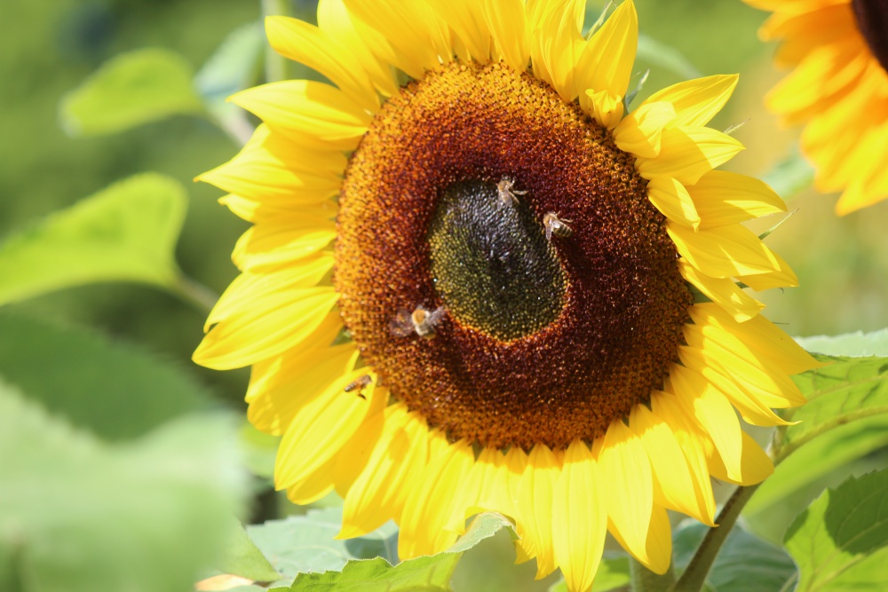 Sun flower