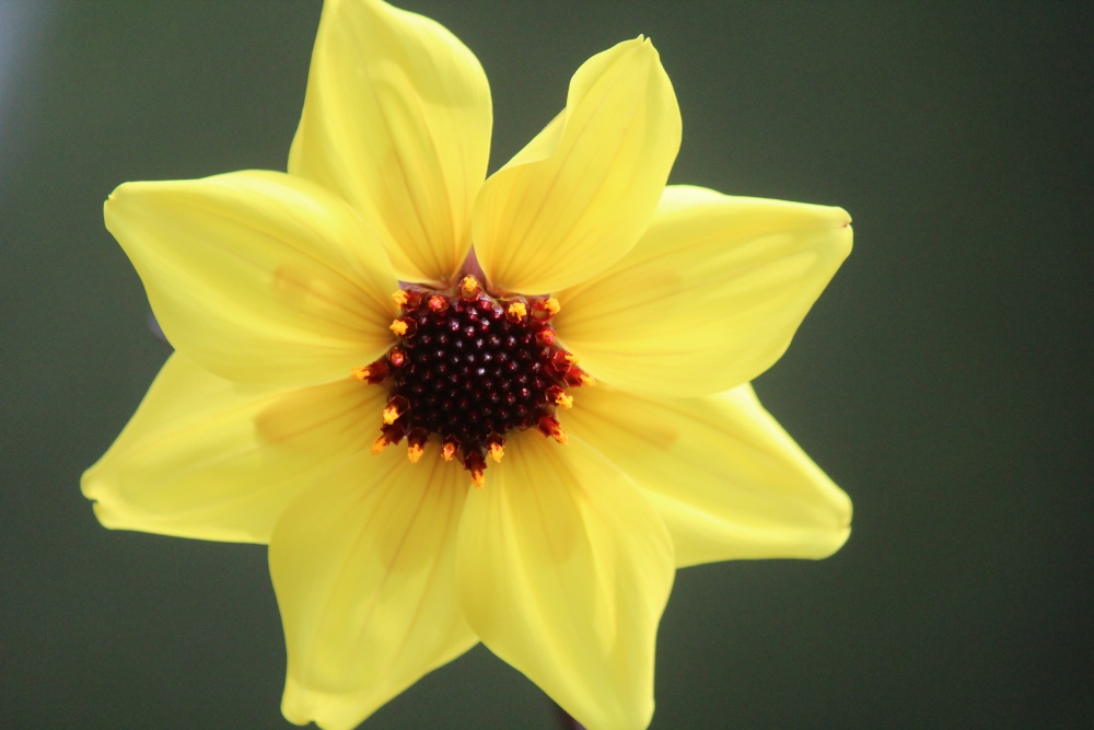 Flowers of the garden