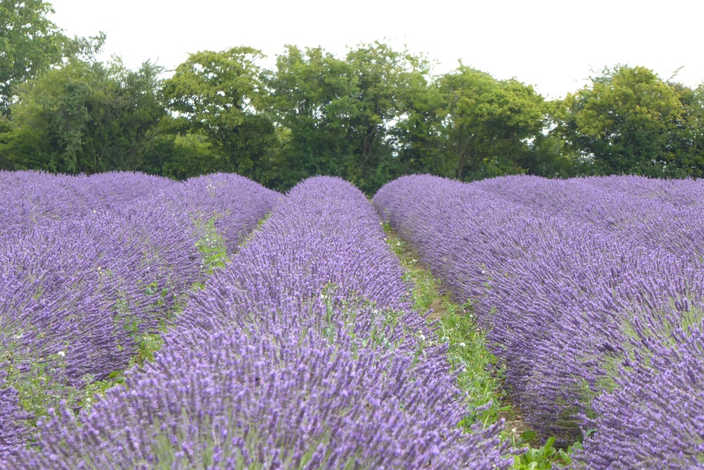 Lavender Fields  Horsepond Farm Faulkland Somerset