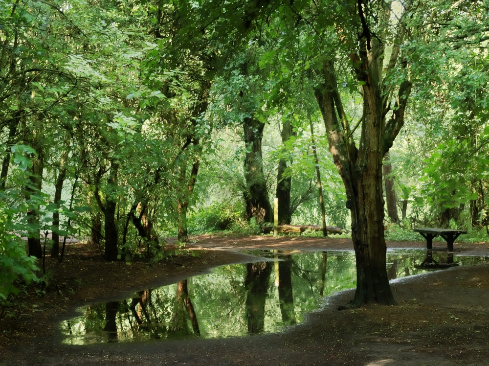 Large Puddle in Milton Country Park