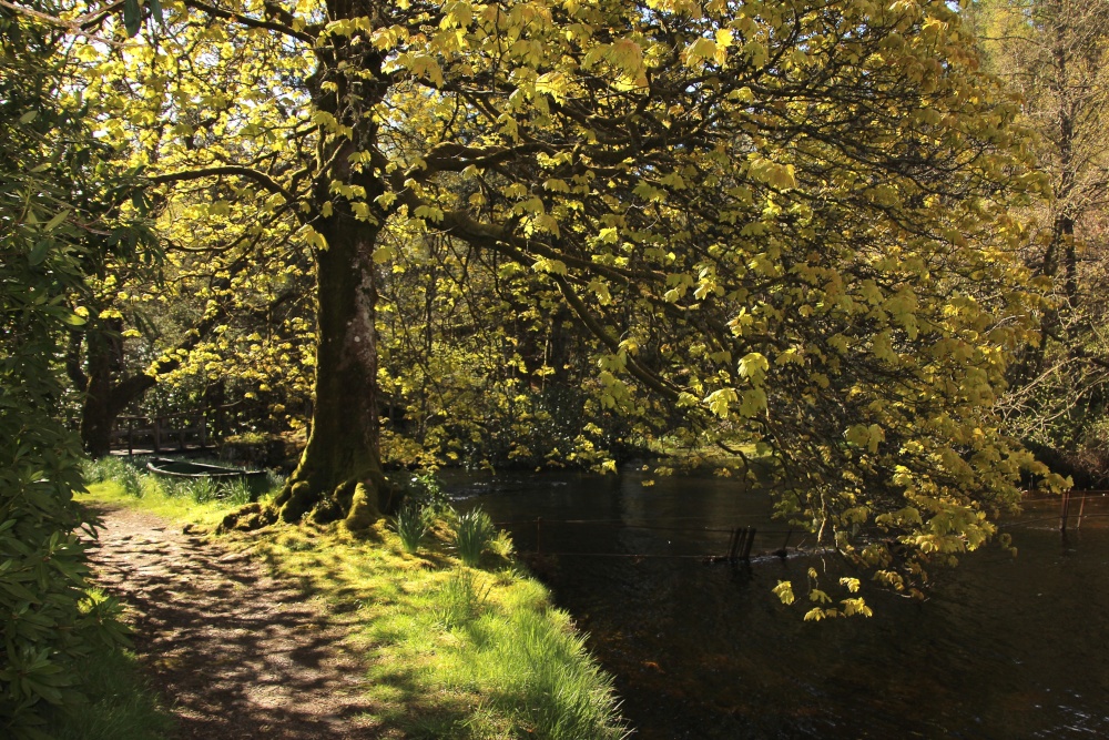 Picturesque blooming spot in Loch Ard