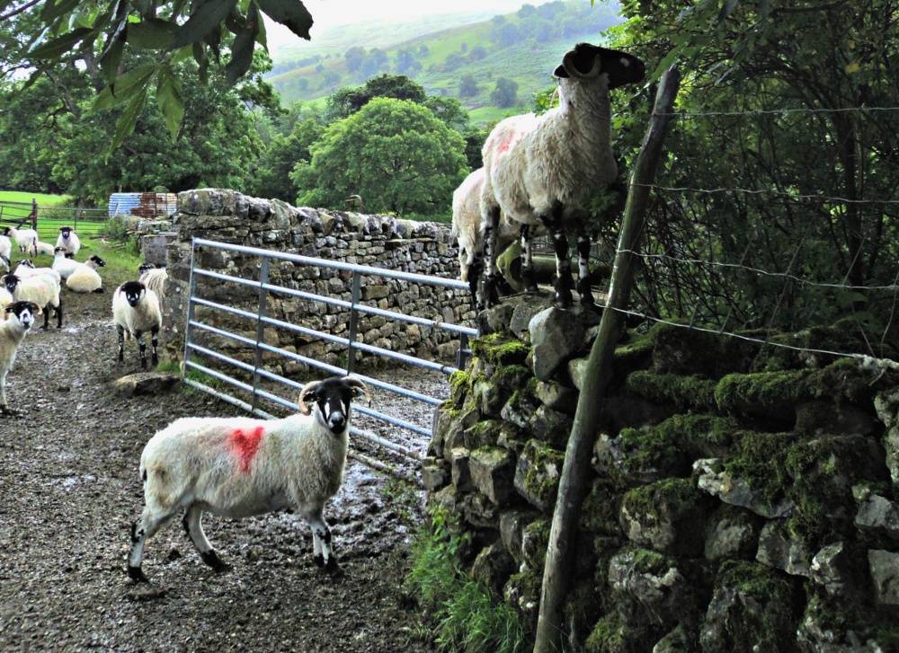 Climbing sheep