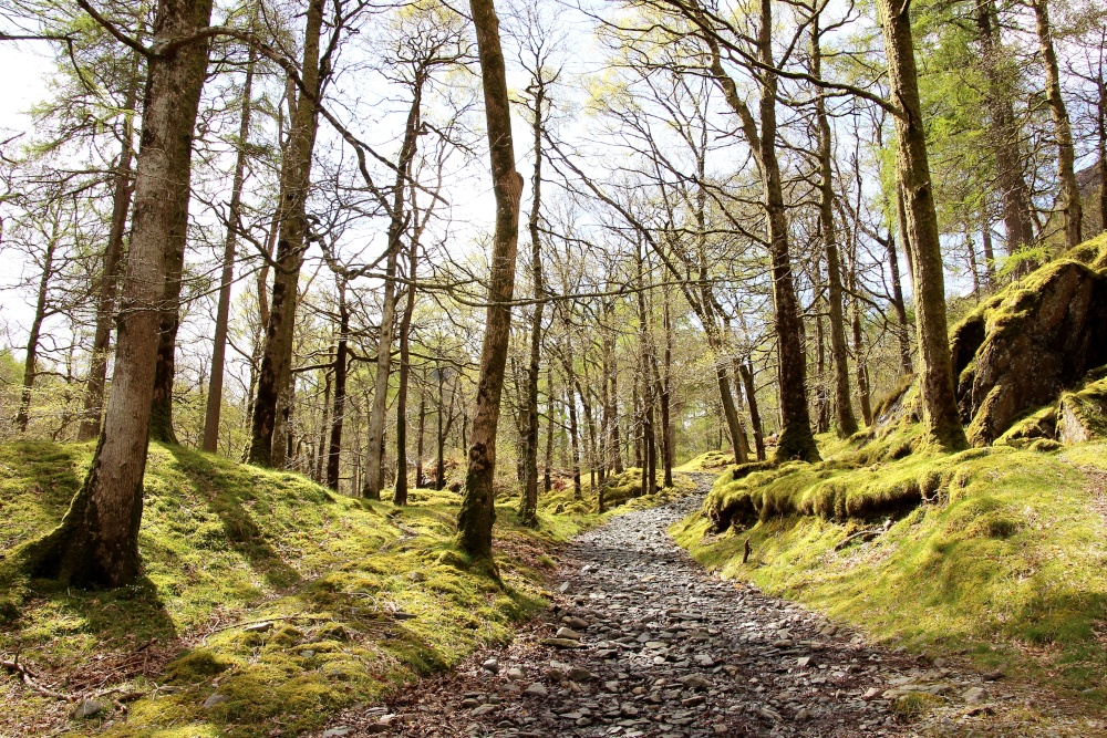 Photograph of Forest covered with moss at Borrowdale