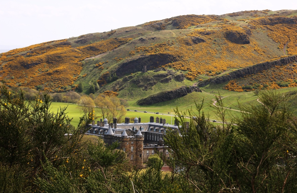 Blooming  Heather in Holyrood Palace park Edinburgh