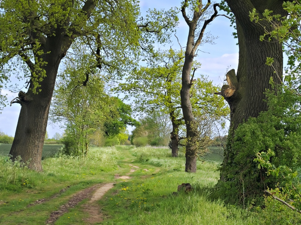 Green Lane near Stow Cum Quy