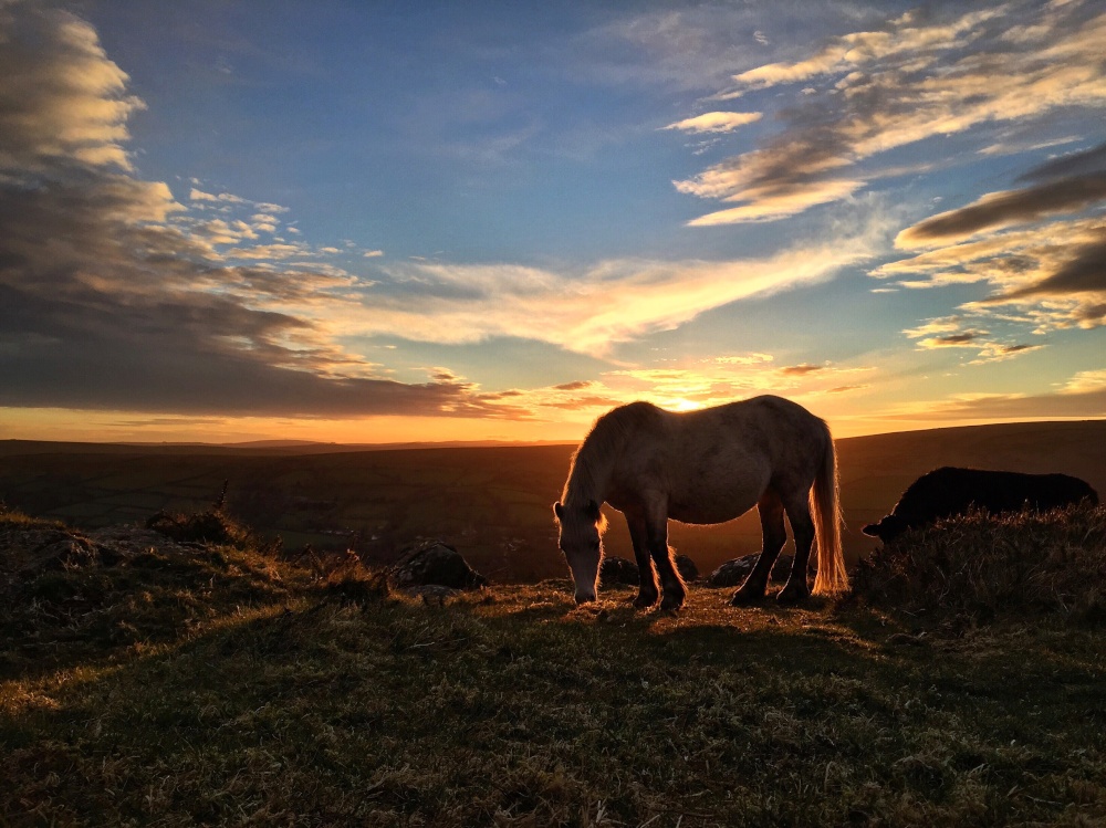 Dartmoor Pony