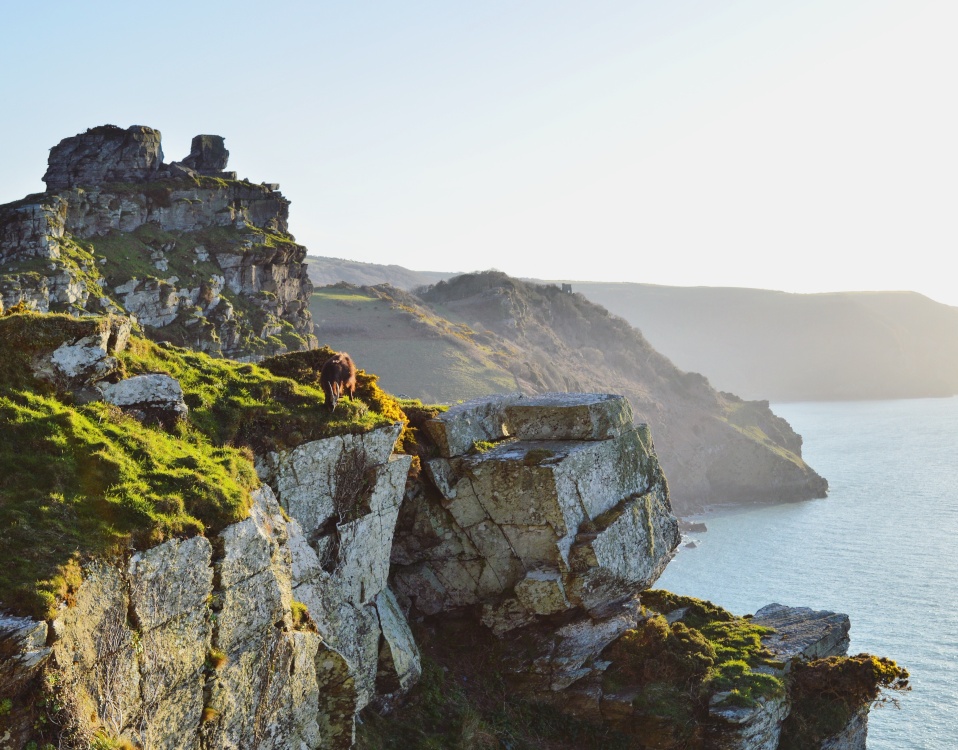 The goat on the cliffs