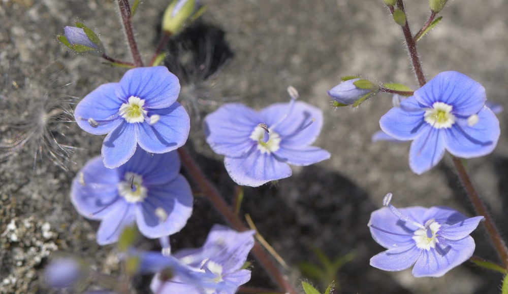 Speedwell in the Churchyard at Sandford St Martin, Oxfordshire