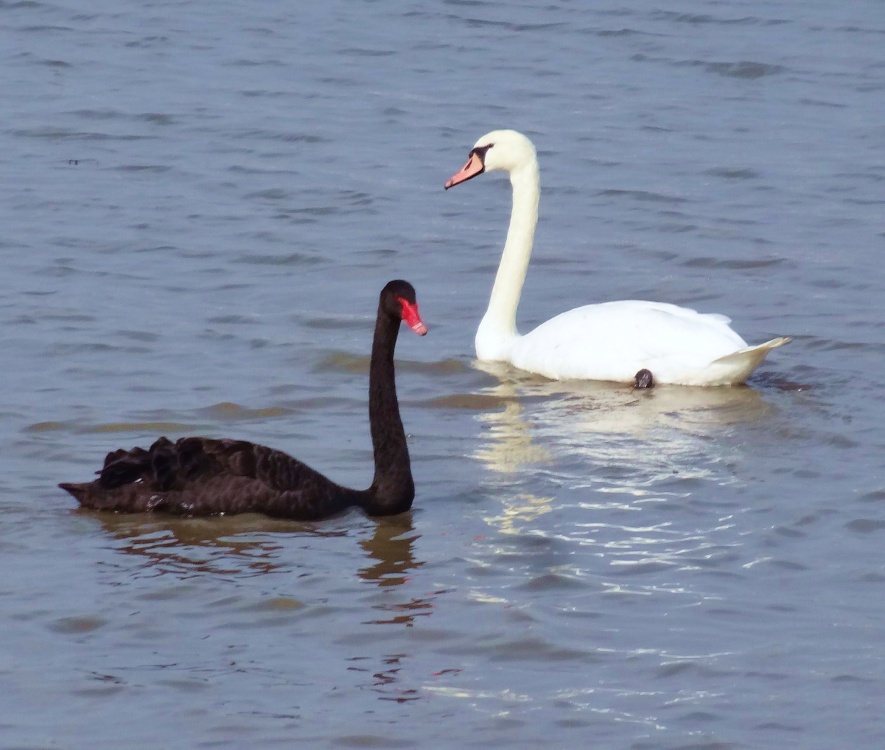 Swans on the Thames at Gravesend. Perfect Harmony!