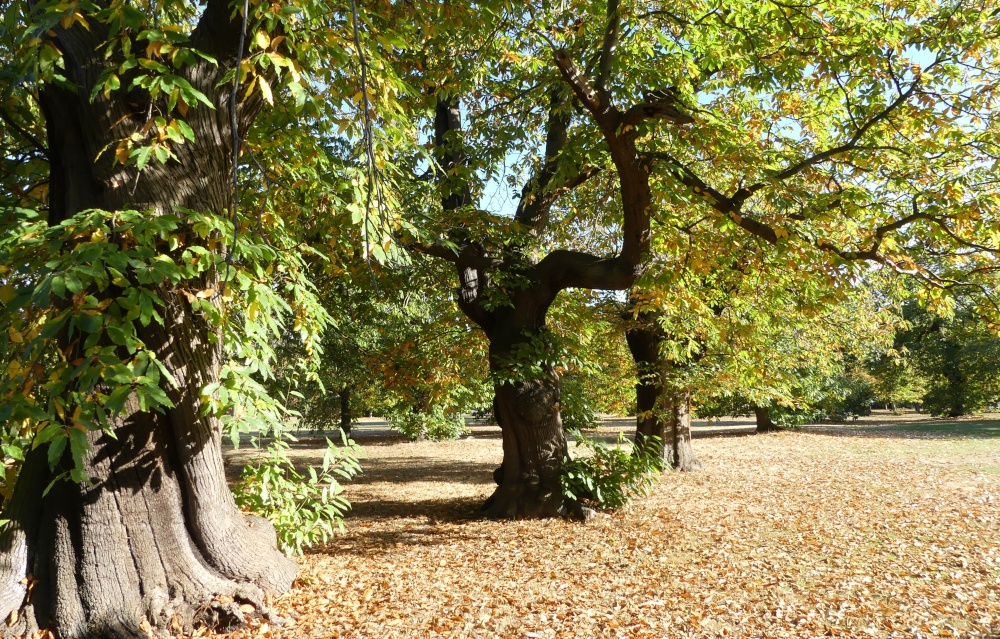 Greenwich Park in Autumn