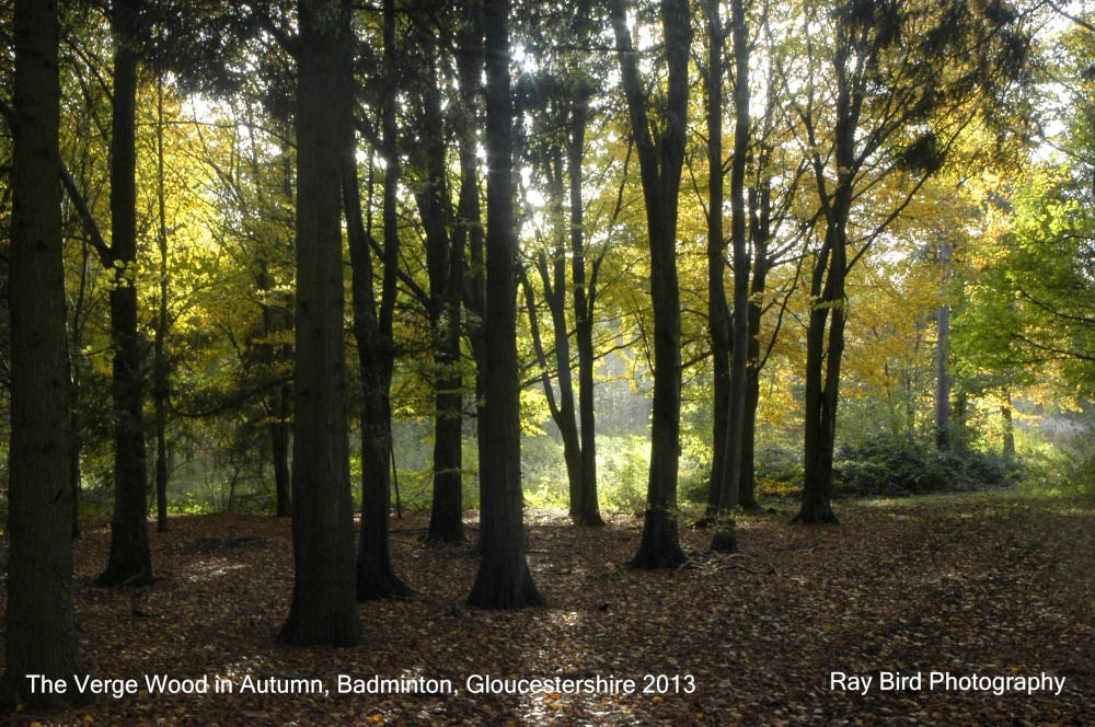 The Verge Wood in Autumn, Badminton, Gloucestershire 2013