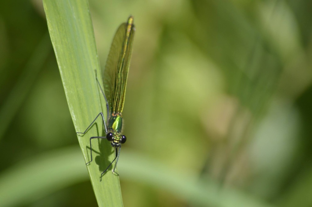 Damselfly, Little Lawford