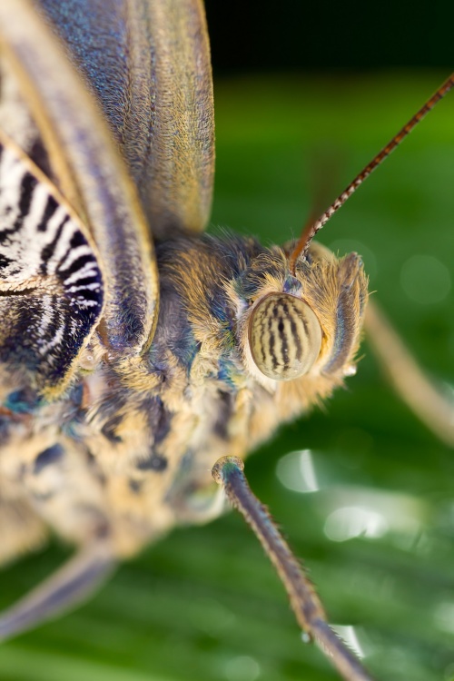 Stratford Butterfly Farm