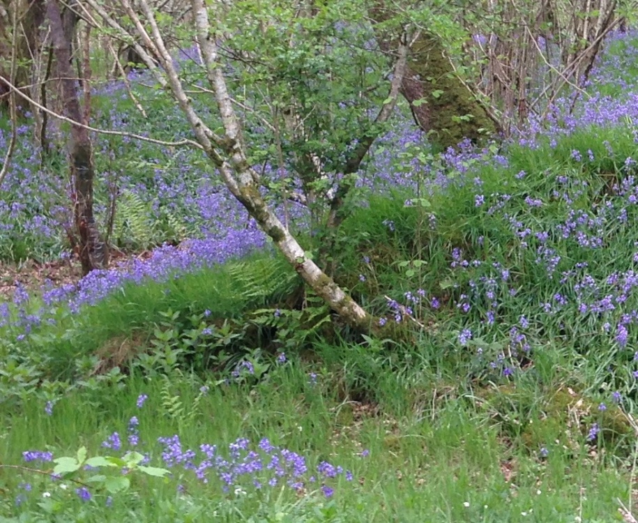 Bluebell woodland walk