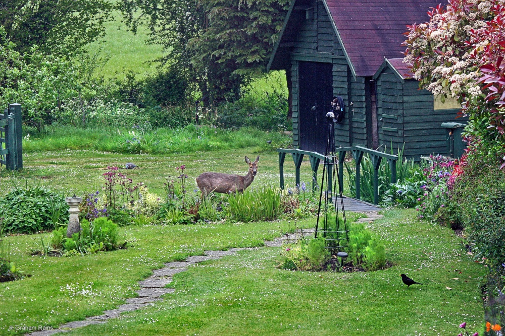 Shillingstone, Wildlife.