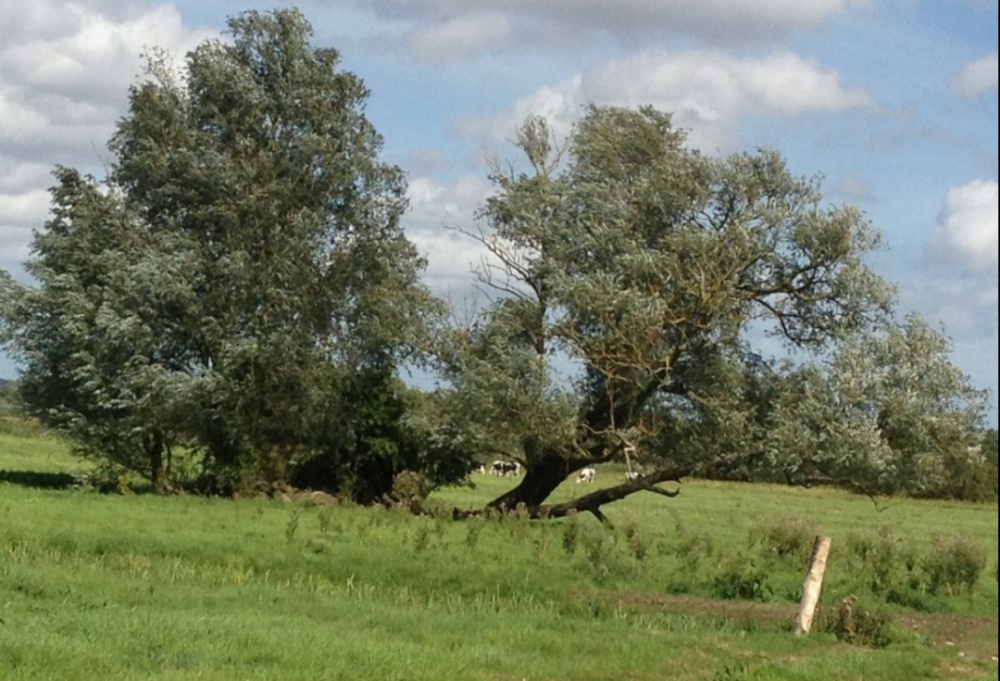 Photograph of Willow tree Shipmeadow Marshes