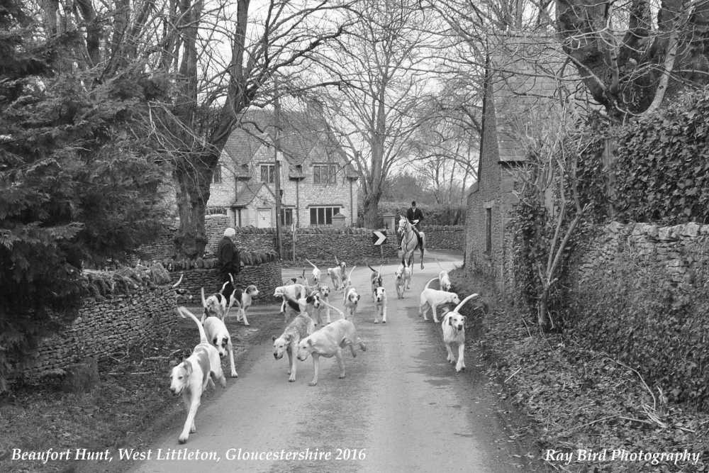 Beaufort Hunt, West Littleton, Gloucestershire 2015