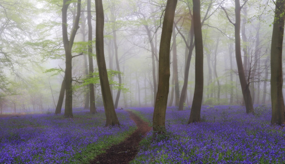  Nettlebed Misty Bluebell Woodlands  Ceri Jones PicturesofEngland com